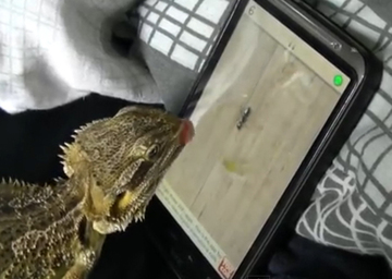 Iguana echando una partida en el smartphone